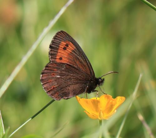 Réf. 315 514 : Erebia euryale